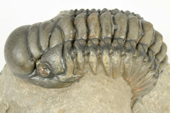 2.9" Crotalocephalina Trilobite - Atchana, Morocco